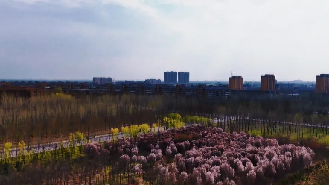 运城学院,
桃花开成了一片海 细节 1